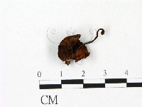 登錄號:F0023051藏品圖，第1張