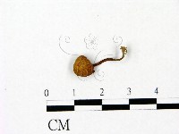登錄號:F0023052藏品圖，第1張
