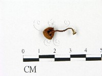 登錄號:F0023052藏品圖，第3張