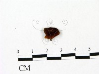 登錄號:F0023055藏品圖，第1張