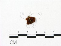 登錄號:F0023055藏品圖，第3張