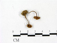 登錄號:F0023056藏品圖，第3張