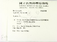 傘菌屬藏品圖，第2張