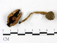 傘菌屬藏品圖，第3張