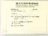 鵝膏屬藏品圖，第2張