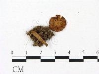 鵝膏屬藏品圖，第3張