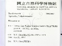 小皮傘屬藏品圖，第2張
