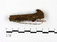 小皮傘屬藏品圖，第3張