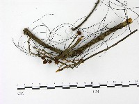 小皮傘屬藏品圖，第3張