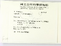 小菇屬藏品圖，第2張