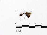 小菇屬藏品圖，第1張