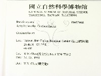 雞油菌屬藏品圖，第2張