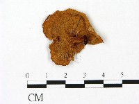 雞油菌屬藏品圖，第3張