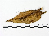 登錄號:F0023071藏品圖，第1張