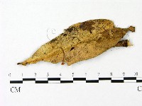 登錄號:F0023071藏品圖，第3張