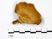 登錄號:F0023072藏品圖，第1張
