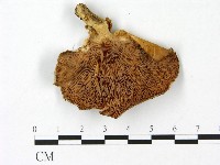 登錄號:F0023072藏品圖，第3張