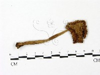 鵝膏屬藏品圖，第1張