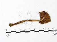 鵝膏屬藏品圖，第3張