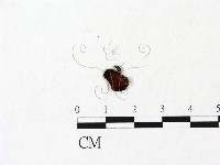 登錄號:F0023077藏品圖，第3張