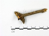 登錄號:F0023078藏品圖，第1張