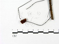 小皮傘屬藏品圖，第3張