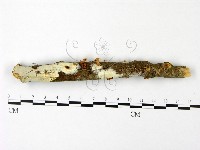 登錄號:F0023082藏品圖，第1張