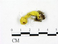 登錄號:F0023085藏品圖，第1張