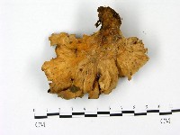 登錄號:F0023090藏品圖，第1張