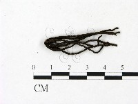 炭角菌屬藏品圖，第1張