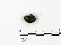 登錄號:F0023099藏品圖，第3張