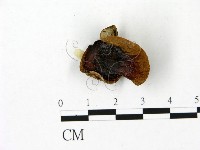 登錄號:F0023100藏品圖，第1張