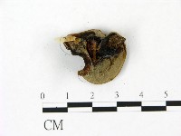 登錄號:F0023100藏品圖，第3張