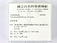 纖孔菌屬藏品圖，第2張