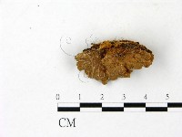 纖孔菌屬藏品圖，第1張