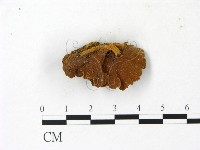 纖孔菌屬藏品圖，第3張