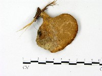 登錄號:F0023103藏品圖，第1張