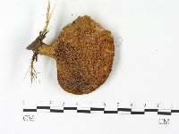 登錄號:F0023103藏品圖，第3張