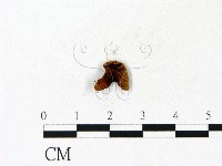 登錄號:F0023105藏品圖，第1張