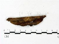 登錄號:F0023106藏品圖，第1張