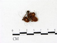 登錄號:F0023108藏品圖，第3張