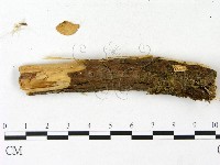 登錄號:F0023109藏品圖，第4張