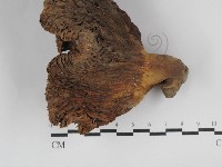 登錄號:F0023112藏品圖，第3張