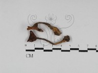 登錄號:F0023113藏品圖，第1張