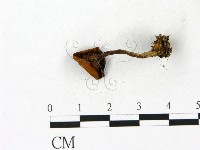 登錄號:F0023113藏品圖，第3張