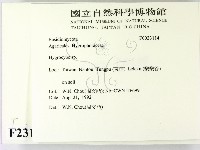 濕傘屬藏品圖，第2張