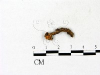 濕傘屬藏品圖，第3張