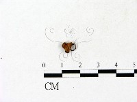 登錄號:F0023117藏品圖，第1張