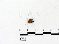 登錄號:F0023117藏品圖，第3張