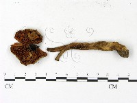 登錄號:F0023120藏品圖，第3張